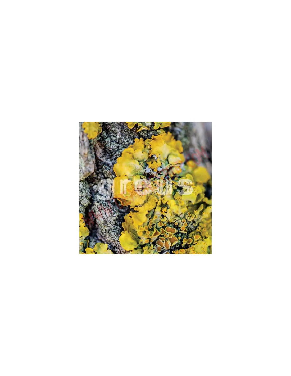 Vinilo LP Greus ‎– Greus